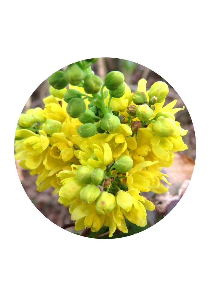 Oregon Grape