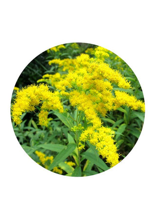 Canada Goldenrod