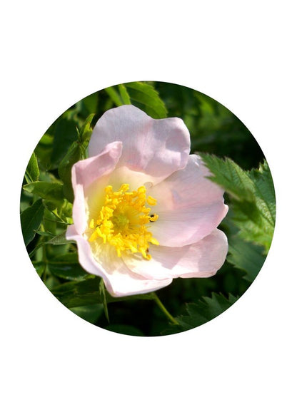 Wild Rose