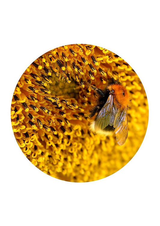 Sonnenblumen Pollen