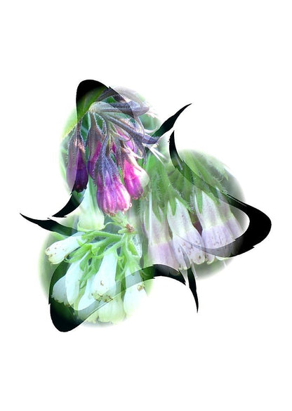 Comfrey-Trio