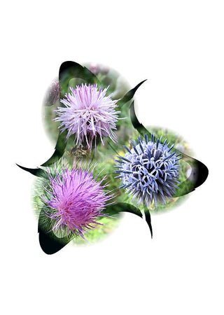 Thistle-Trio