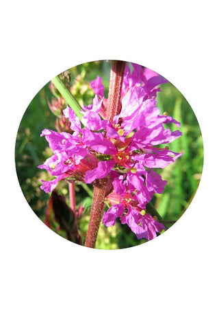 Purple Loosestrife