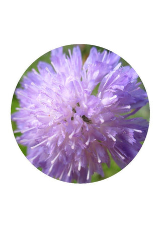 Field Scabious