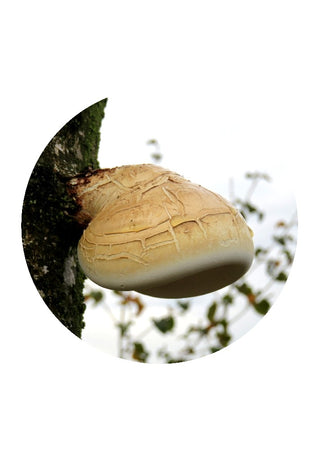 Birch Polypore