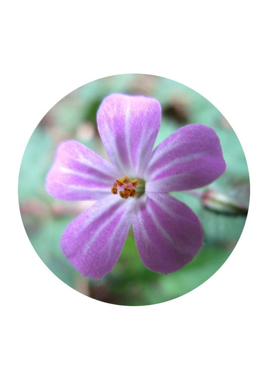 Herb Robert