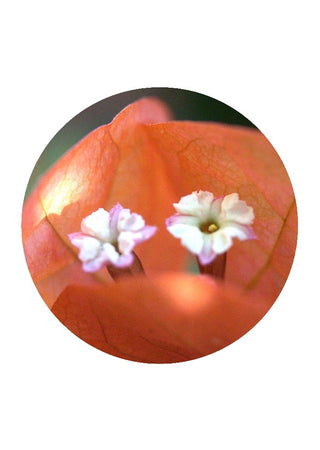 Oranje Bougainvillea