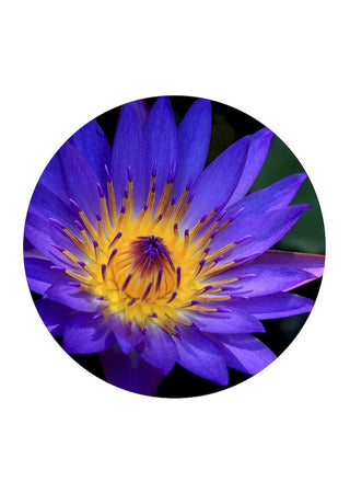 Blue Lotus