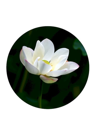 Witte lotus