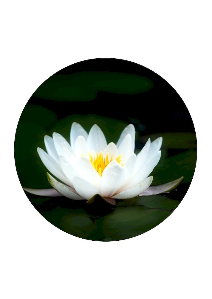 White Lotus