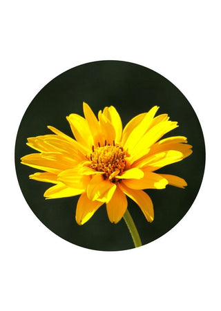 Arnica