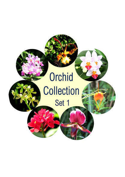 Orchideen Set 1: Die ideale Reise