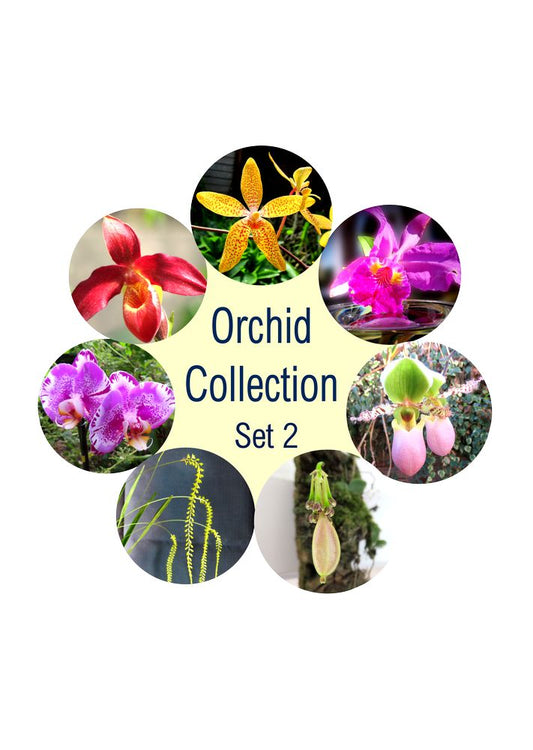 Orchideen Set 2: Die alltägliche Reise