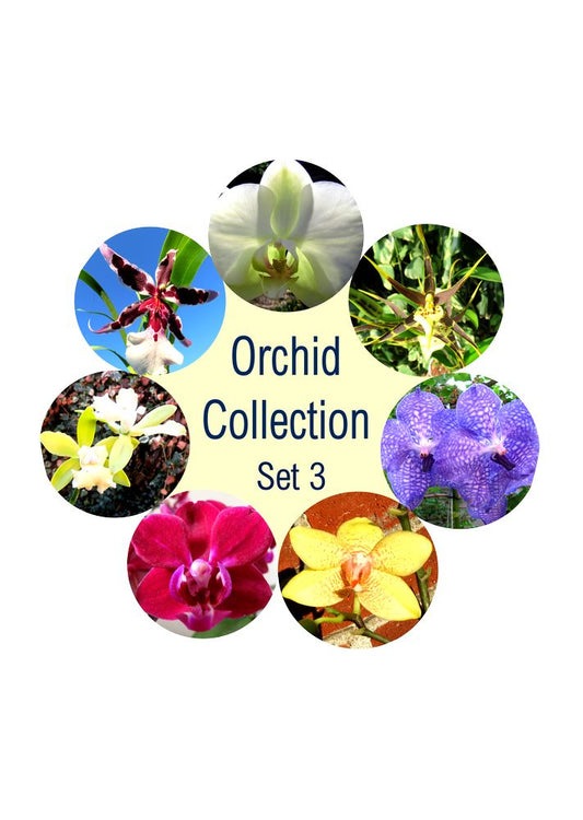 Orchideen Set 3: Die spirituelle Reise